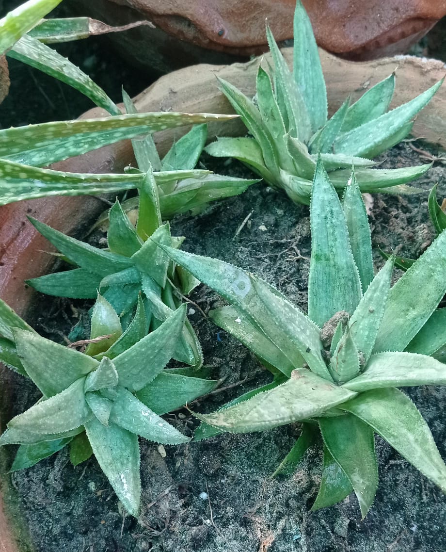 Gasteraloe Grey Ghost 